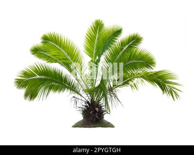 palm tree on white background Stock Photo