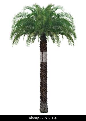 palm tree on white background Stock Photo