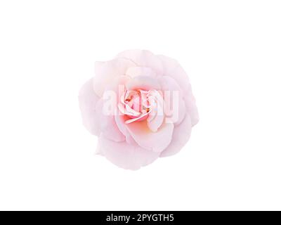 light-pink rose blossom on white background Stock Photo