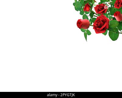Red roses and rose petals on white background,Valentines day con Stock Photo