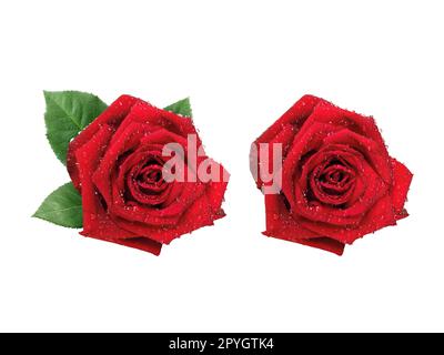 red rose isolated on white background Stock Photo