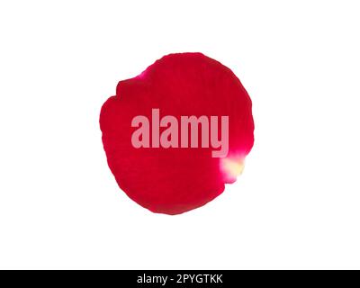 Red rose petals isolated on a white background Stock Photo