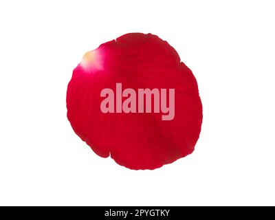 Red rose petals isolated on a white background Stock Photo