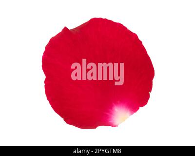 Red rose petals isolated on a white background Stock Photo