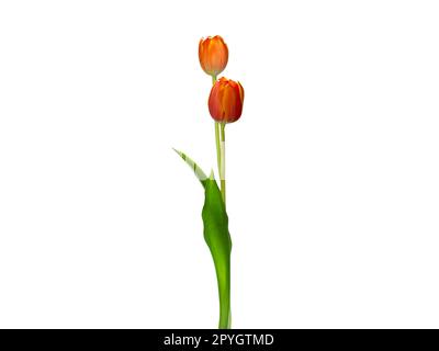 Single tulip flower isolated on white Stock Photo