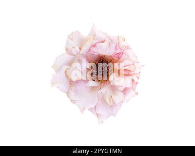 slightly withered roses isolated on white background Stock Photo