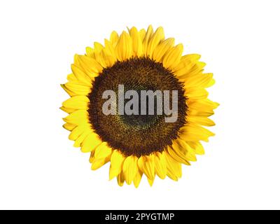 Sunflower isolated on white background Stock Photo