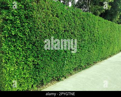 Walkway with and green grass wall texture Stock Photo