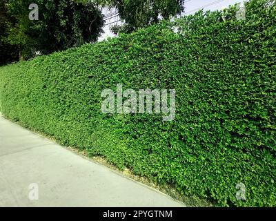 Walkway with and green grass wall texture Stock Photo