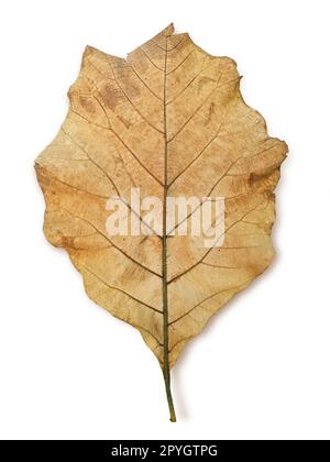 Wilted teak leaf isolated on white background Stock Photo