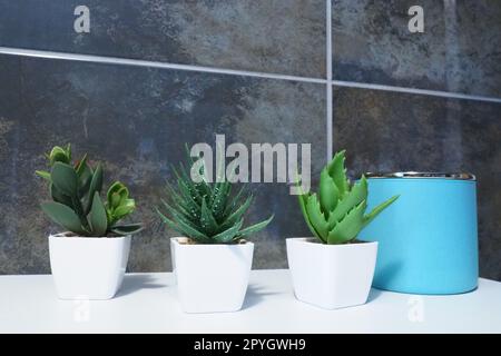 Bathroom decor elements. A blue jar of cream or oil, green artificial plants in small white pots stand on a cabinet shelf. Black wall tiles. Bathroom and toilet interior Stock Photo