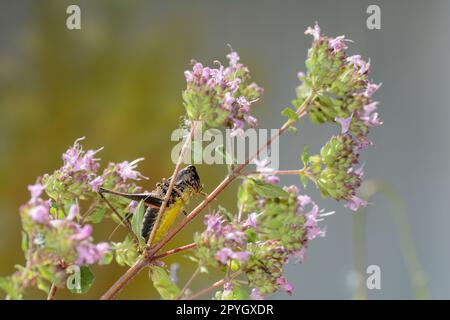 Brown grasshopper with yellow belly Stock Photo