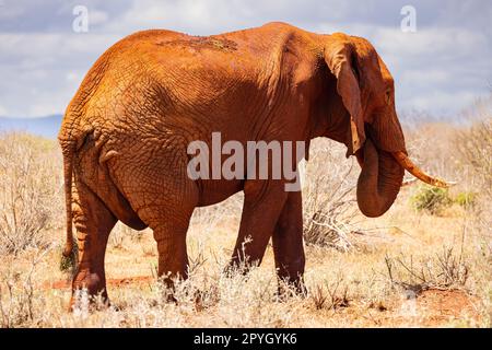 This awe-inspiring photo captures the African Elephant in its natural habitat, walking majestically across the vast and open savannah of the Kenyan Ts Stock Photo