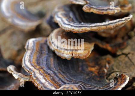 close-up of the tree mushroom, butterfly bramble Stock Photo