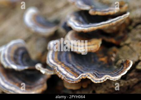 close-up of the tree mushroom, butterfly bramble Stock Photo