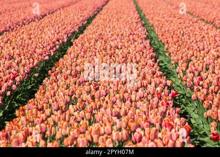 tulip field in the Netherlands - red  tulips Stock Photo