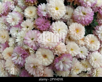 Flowers wall background with amazing white, pink, purple and yellow chrysanthemum flowers. Wedding decoration.  Beautiful flower bad wall background. Landscape design of the autumn garden. Stock Photo