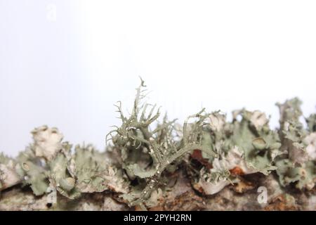 Lichen Tree Fungus Growing on Tree Branch in East Texas Stock Photo