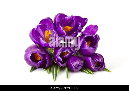 crosus flowers on white background - spring flowers Stock Photo