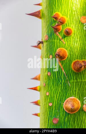 Young green beautiful Kapok tree Ceiba tree with spikes Mexico. Stock Photo