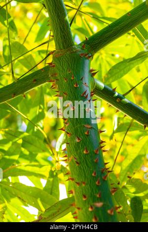 Young green beautiful Kapok tree Ceiba tree with spikes Mexico. Stock Photo