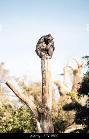 Chimpanzee sitting on the top of tree trunk in thoughtful humal like pose observing other animals. Stock Photo