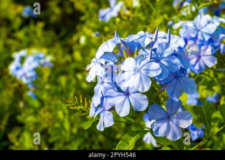 Beautiful small tropical blue purple flowers and blossoms in Mexico. Stock Photo