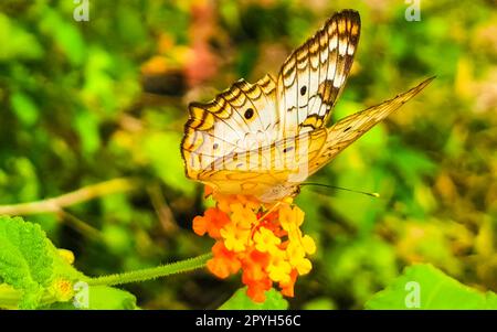 Tropical butterfly on flower plant in forest and nature Mexico. Stock Photo