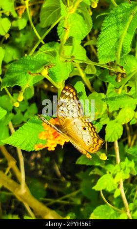 Tropical butterfly on flower plant in forest and nature Mexico. Stock Photo