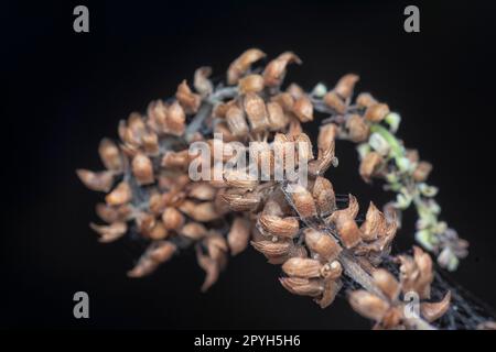 close shot of the dried Lamiaceae stalk shrub flower Stock Photo