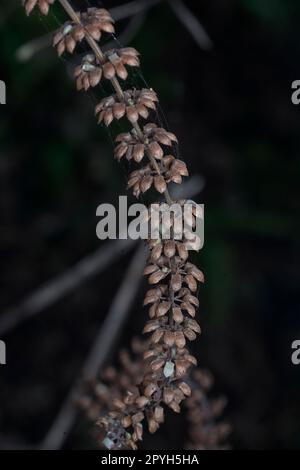 close shot of the dried Lamiaceae stalk shrub flower Stock Photo