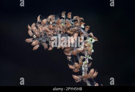 close shot of the dried Lamiaceae stalk shrub flower Stock Photo