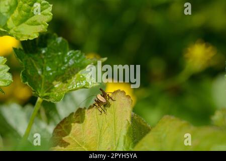 Brown grasshopper in green nature Stock Photo