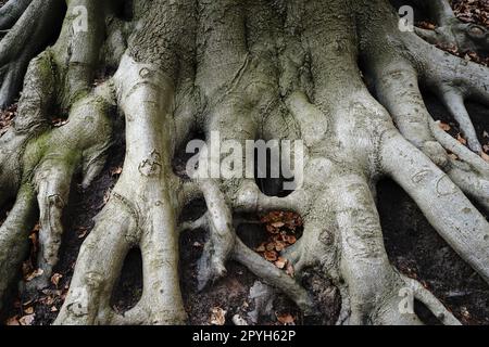 Large tree roots above the forest floor Stock Photo