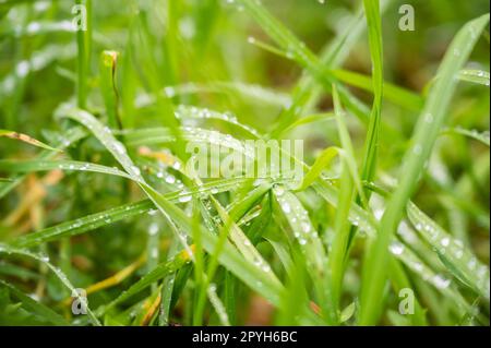 Fresh green meadow grass with waterdrops on it background Stock Photo