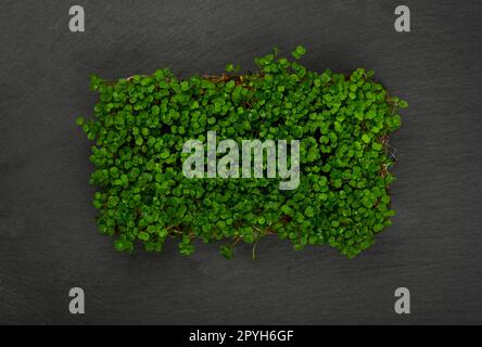 Green arugula microgreen on black slate board Stock Photo