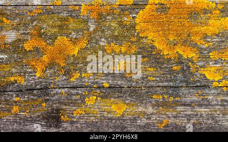 Old rustic wood background texture with yellow moss Stock Photo