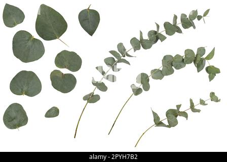 Eucalyptus cinerea, silver dollar  argyle apple, rustic green branches, twigs and leaves, isolated on white background Stock Photo