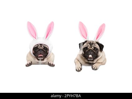two cute pug puppy dogs, dressed up as easter bunnies, hanging with paws on white banner, isolated Stock Photo