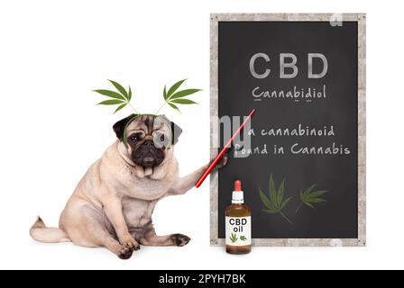 pug puppy dog with hemp leaves diadem pointing at blackboard with text CBD and dropper bottle with oil, isolated on white background Stock Photo