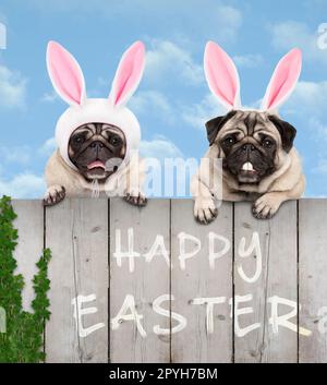two cute pug puppy dogs, dressed up as easter bunny, hanging with paws on wooden fence, with blue sky background Stock Photo