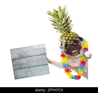 funny frolic summer pug dog with hawaiian flower garland and pineapple hat, holding wooden sign, isolated on white background Stock Photo