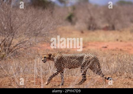 This captivating photo showcases the cheetah, a powerful and graceful predator, as it walks across the vast savannah in a Kenyan reserve. The cheetah' Stock Photo