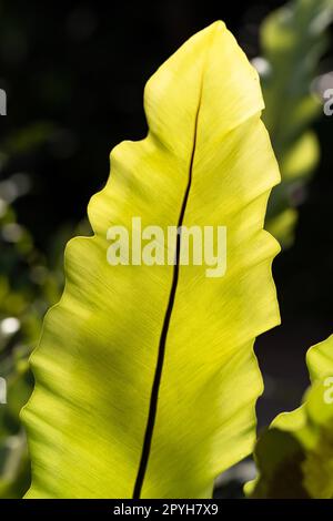 Single bird's nest fern leaf close up in the sunlight Stock Photo