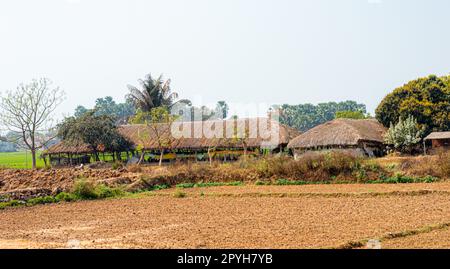 Thatched houses in a row on an agriculture field against a clear sky horizon background. Rural Indian village Landscape view. Murshidabad Sagardihi Area West Bengal India South Asia Pacific Stock Photo