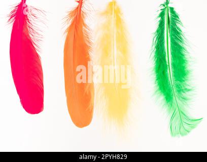 Red, orange, yellow and green feathers on white background Stock Photo