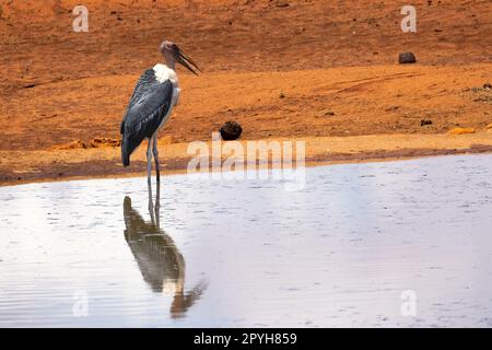 This striking photo captures the Marabou Stork standing alone in the water of a Kenyan reserve, with its reflection on the tranquil surface of the wat Stock Photo