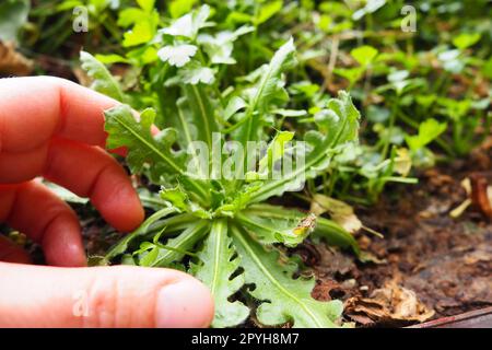 Limonium sinuatum or Statice, Wavyleaf Sea Lavender, herbaceous perennial or annual from Mediterranean. Planting a plant in the ground. Dropping seedlings into the soil or flower box. Women's fingers. Stock Photo