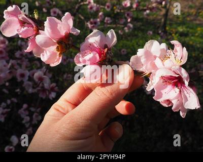 A female hand holds a branch with pink flowers. Pink flowers on the tree. Beautiful wild flowering in the spring garden. Cherry or plum branches with buds. Agriculture and horticulture. Stock Photo