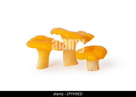 Yellow orange three mushrooms juicy delicious golden chanterelle, curly hats on fleshy leg. Isolated on white background Stock Photo